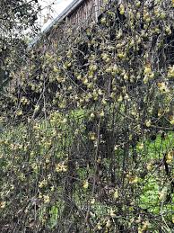 Image result for Cynanchum praecox