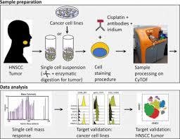 Immortalized cell lines are critical for biomedical research, but establishing new lines can be tricky and frustrating. Omip 045 Characterizing Human Head And Neck Tumors And Cancer Cell Lines With Mass Cytometry Brodie 2018 Cytometry Part A Wiley Online Library
