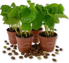 Image result for Coffea schliebenii