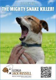 pin on jack russell terrier chihuahua