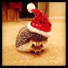 Getting One For Our Dorm Pet
