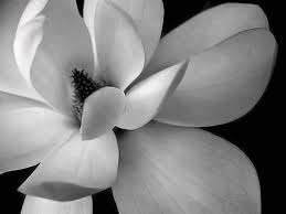 Spring flower flowers white bloom. 28 Black And White Flowers Ideas Black And White Flowers Black And White Flowers