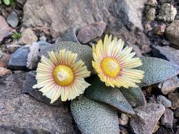 Image result for Aizoaceae