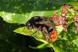 Image result for Bombus lapidarius