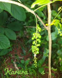 Image result for Allophylus abyssinicus