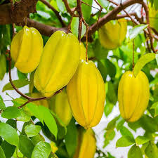 Image result for Averrhoa carambola