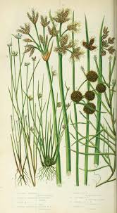 Image result for Schoenoplectiella juncea