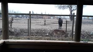 El parque safari esta ubicado a una hora y media aprox de santiago cerca de rancagua. Safari Lodge Desde 85 337 Rancagua Chile Opiniones Y Comentarios Alojamiento Tripadvisor