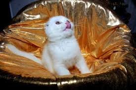 We did not find results for: Kucing Lop Eared Putih 23 Foto Ciri Ciri Kucing Scotland Dan Kucing Berwarna Putih Dengan Mata Biru Kandungan Mereka