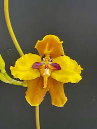 Image result for Polystachya campyloglossa