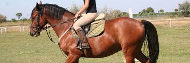 Good horseman spend a lifetime learning how to improve their riding. Sweden Stockholm Horseback Riding Riding Stable Riding Academy Trailriding Horse Riding Vacation