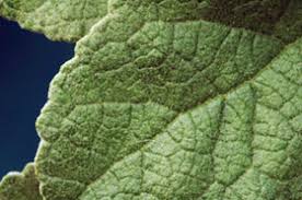 Image result for Buddleja dysophylla