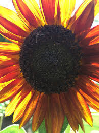 Maybe you would like to learn more about one of these? Pin By Kelly Seidel On Plants Flowers Amazing Flowers Planting Flowers Sunflower