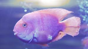 In my friend's office he has a huge tank (over 100 gals i am sure) with a 10 inch parrot in it. Blood Parrot Cichlid Or Parrot Stock Footage Video 100 Royalty Free 1045436761 Shutterstock