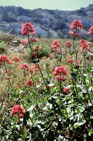 Image result for Caprifoliaceae