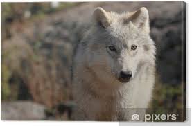 J'encadre juste un jeune loup prometteur.: Tableau Sur Toile Jeune Loup Pixers Nous Vivons Pour Changer
