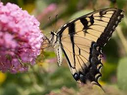 Image result for Komule střídavolisté