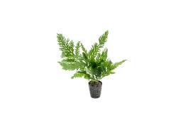 Image result for Selaginella soyauxii