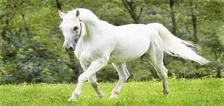 تفسير رؤية الحصان الأبيض في المنام horses white horse horse pictures