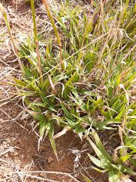 Image result for Tragus koelerioides