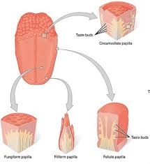 Impact Of Taste Buds Nerves Smell On Taste Study Com