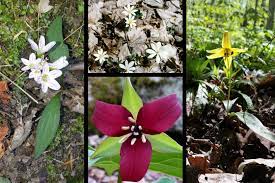 I can't wait to begin growing my own vegetables, herbs and fruits and that's not even counting my flower. Now Is The Time To Look For Blooming Spring Ephemerals Mass Gov