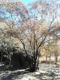 Image result for Croton gratissimus