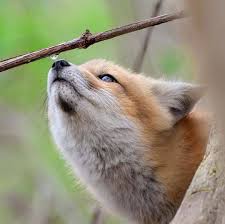 Black And Orange Fox Breed Animals Wildlife Nature On Instagram Curious Fox Waiting For A Water Droplet To Fall Tag Someone Who Loves Foxes Follow In 2020 Fox Animals Cute Fox