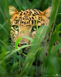 Image result for Monotes glaber