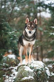 Selective Focus Photography Of Black And Brown Wolf Photo Free Animal Image On Unsplash Wolf Dog Wolf Hybrid Dogs Tamaskan Dog