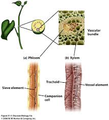 Bio 7 Preview For March 13 Biology Plants Plant Science Garden Companion Planting
