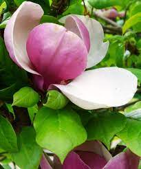 Bermuda S Flora