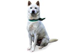 Maybe you would like to learn more about one of these? Jindo Puppies For Sale In Riverside California Adoptapet Com