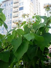 Image result for Sparrmannia ricinocarpa
