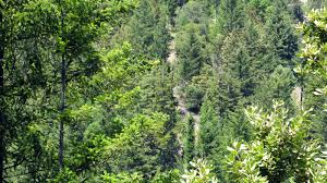 An Explosion of Green - The Atlantic