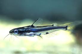 Image result for Hylebates cordatus