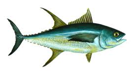 All Types Of Tuna Tuna Species Guide