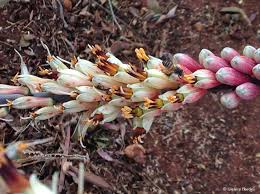 Image result for Aloe aculeata × globuligemma