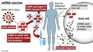 Mrna vaccines are a new type of vaccine to protect against infectious diseases. Can Mrna Vaccines Alter Your Dna More Of Your Covid 19 Vaccine Questions Answered Cbc News