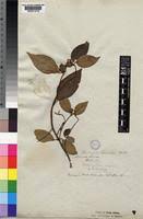 Image result for Tristemma