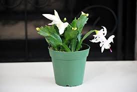 Check out the 13 best place to buy succulents online plus our reviews and tips. 9greenbox White Christmas Cactus Plant Zygocactus 4 Pot Buy Online In Montenegro At Montenegro Desertcart Com Productid 52470204