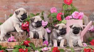 We did not find results for: 175 Of The Best Flower Names For Pugs With Their Beautiful Meanings