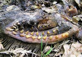 Kumpulan gambar lucu banget yang kocak dan paling unik (bergerak, animasi kartun, kata kata bahasa jawa & sunda). Seram Baca Viral