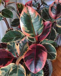 14 Pink Houseplants Perfect For Your Valentine That Planty Life Cool Plants Plants Houseplants