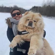 Maybe you would like to learn more about one of these? 14 Interesting Facts About Chow Chows Page 2 Of 3 Petpress Chow Chow Dog Puppy Cute Fluffy Puppies Chow Dog Breed