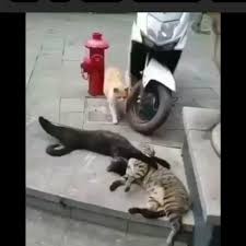 Mekansiz Avni In Instagram Gonderisi 13 Kas 2019 7 01os Utc Funny Animal Videos Cat Lovers Animals