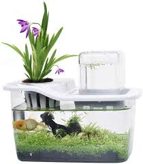 Betta fish are also known as siamese fighting fish, and for good reason: Amazon Com Mujing Water Garden Betta Fish Tank That Grows Plants Teachers Gifts Unique Gifts Mini Aquaponic Ecosystem Home Kitchen