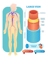 Arteries carry blood away from the heart. Coronary Vessels Anatomical Health Care Vector Illustration Labeled Diagram Heart Blood Flow System With Blood Vessel Scheme Stock Vector Illustration Of Heartbeat Cardio 116076791