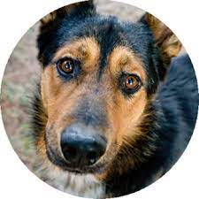 Register microchips online through our bespoke mobile friendly website, with features to enable quick and simple microchip registration. Free Pet Microchip Registry