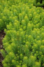 Angelina Stonecrop Sedum Rupestre Angelina In Inver Grove St Paul Eagan Woodbury Minnesota At Gertens Summer Look Nice Groundcove Sedum Sedum Plant Plants